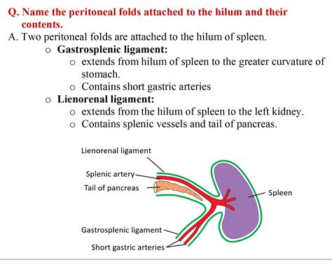 Spleen - Anatomy QA