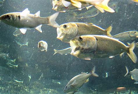 News: A little conservation goes a long way to help menhaden recover ...