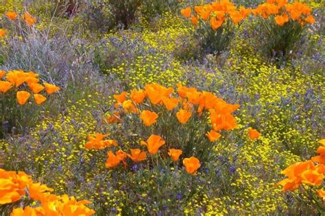 California Native Plants List - Stunning Flowers, Succulents, Trees ...