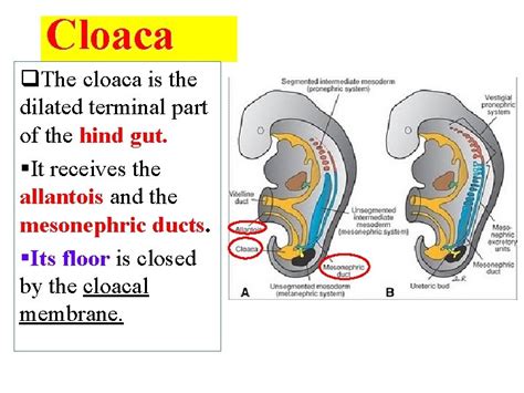 Development of the urinary bladder and urethra Dr