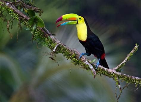 toucan, Parrot, Bird, Tropical, 32