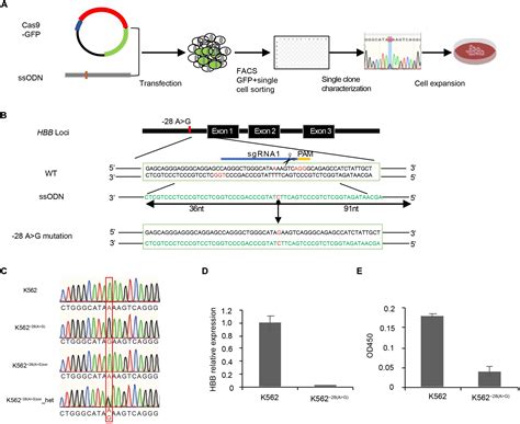 Frontiers | Transcriptome Analyses of β-Thalassemia −28(A>G) Mutation ...