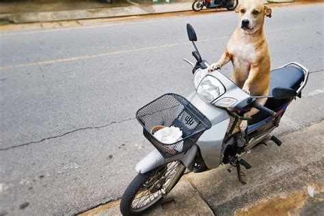 How to Train Your Dog to Ride a Scooter | Wag!