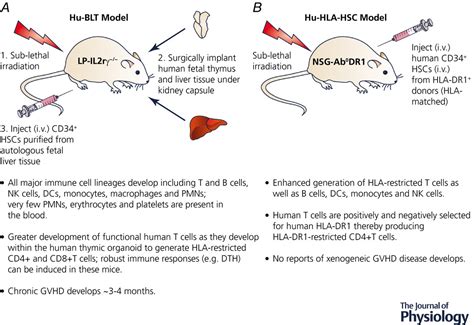 Humanizing the mouse immune system to study splanchnic organ ...