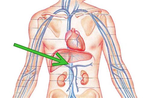 inferior vena cava anatomy - ModernHeal.com