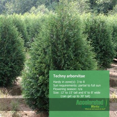 Techny Arborvitae | Evergreens | Pinterest