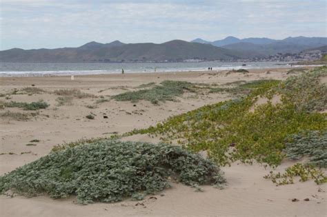 Morro Strand State Beach in Morro Bay, CA - California Beaches