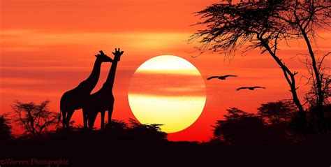 Most Beautiful Sunset. | Sunset painting, Africa sunset, African sunset