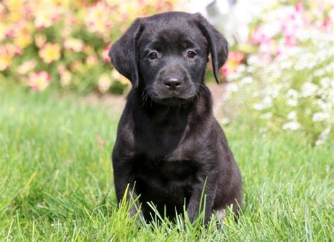 Black Lab Puppies for Sale - Keystone Puppies