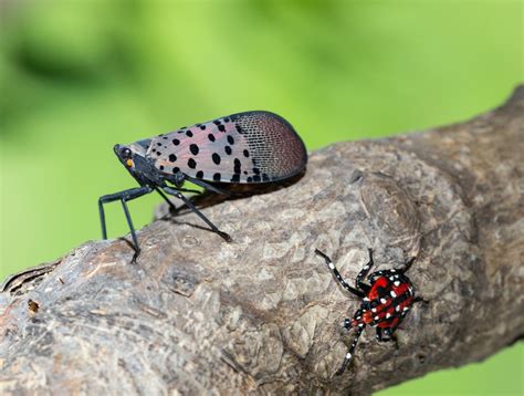 See A Spotted Lanternfly? Squash It!