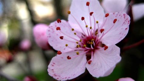 Wallpaper flower, stamen, close-up, pink hd, picture, image