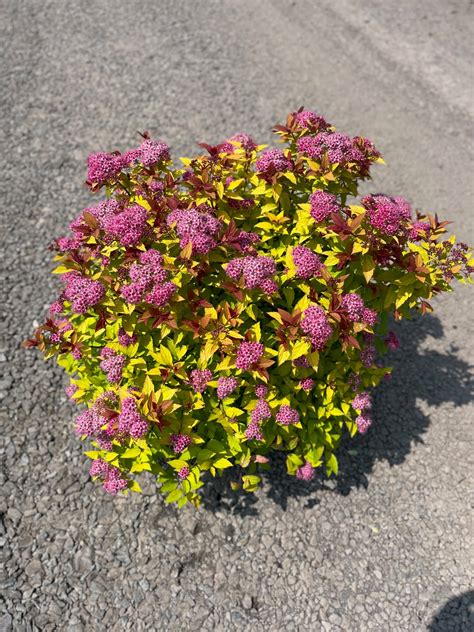 Spirea x b. ‘Magic Carpet’; Magic Carpet Spirea – Feeney's Wholesale Nursery