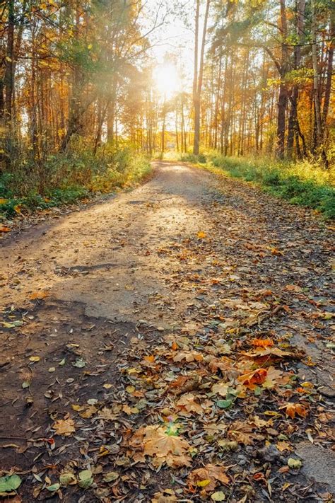 Autumn Old Road in the Forest at Sunset Stock Photo - Image of sunset ...