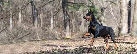 How to Train a Doberman to Speak | Wag!