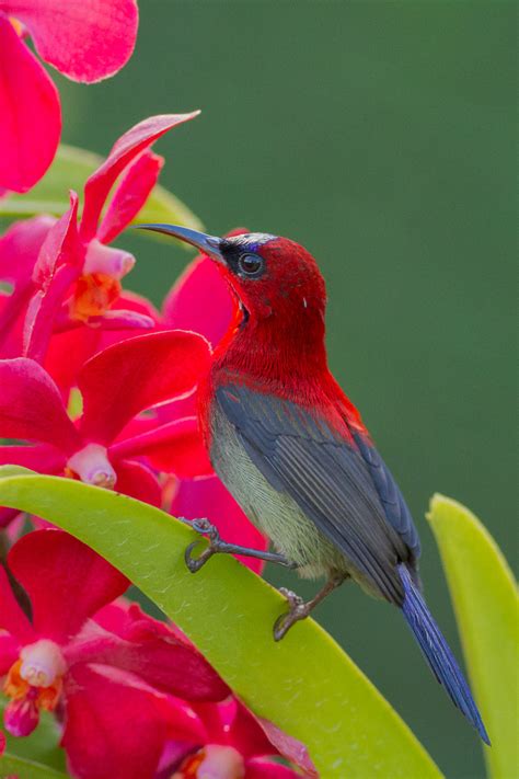 Crimson Sunbird – Singapore Birds Project