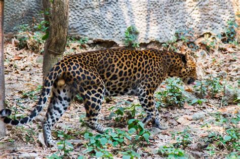 Leopard in the Nature Habitat Stock Photo - Image of face, jungle: 96570624