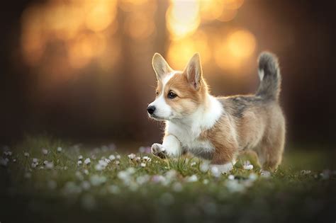 Download Dog Animal Corgi HD Wallpaper