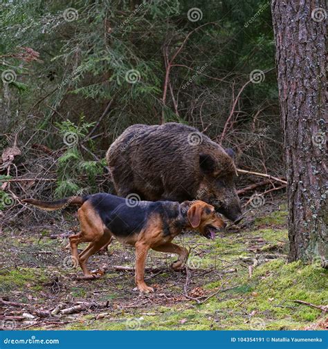 Hunting on wildboar stock image. Image of reward, hound - 104354191