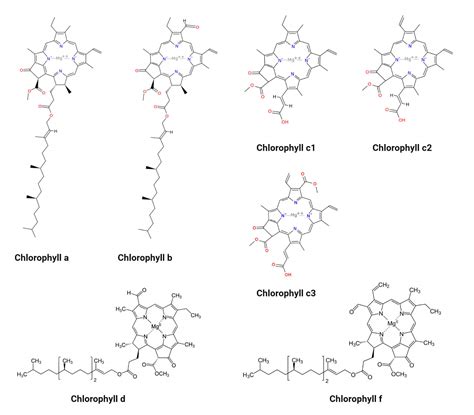 Chlorophyll- Definition, Structure, Types, Biosynthesis, Uses