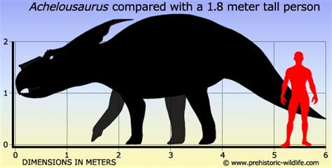 Achelousaurus Pictures & Facts - The Dinosaur Database