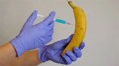 Everything You Wanted To Know about the 'GMO Banana'