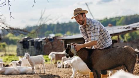 Australian Farm Animal Hazards