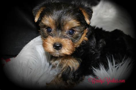 Available Male Yorkshire Terrier Puppies For Sale in TX | Wendys Yorkies