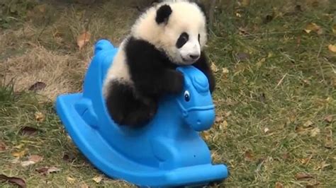 VIRAL VIDEO OF THE DAY: Baby panda plays on a rocking horse - ABC7 San Francisco
