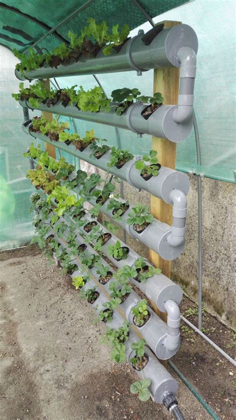 Marol-Strawberry-Dometes Growing ideas for PVC pipes | Hydroponics diy ...