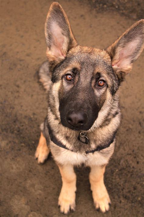 Sable German Shepherd - 5 Months by NaturePunk on DeviantArt