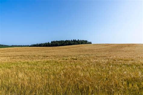 Premium Photo | Ripe wheat harvest in summer