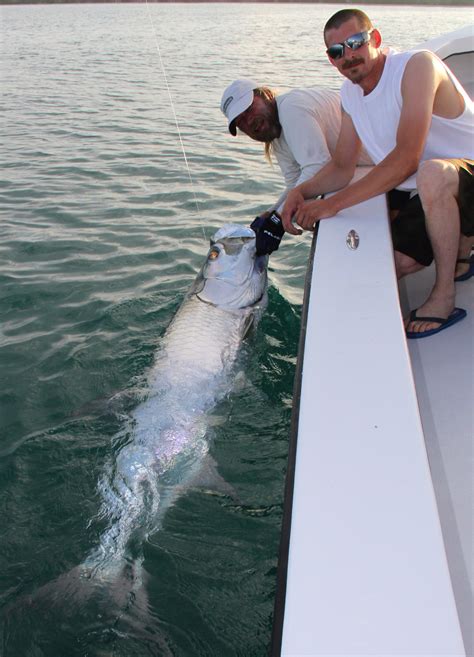 June 2014 Tarpon Fishing - Fort Myers Tarpon Fishing Charters