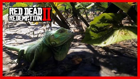 Red Dead Redemption 2 - Green IGUANA Head Bobbing [Animals Details] - YouTube