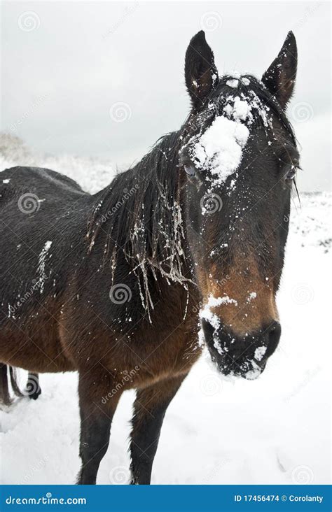 Brown Horse Walking in a Snow Covered Field. Stock Photo - Image of copyspace, horse: 17456474