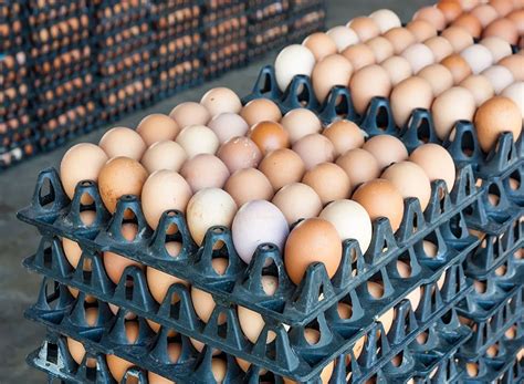 Eggs: 26 Things You Need to Know | Eat This Not That