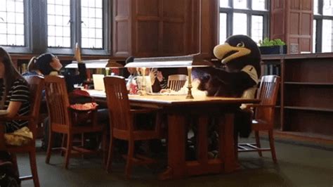 Mascot Study GIF by Lehigh University - Find & Share on GIPHY