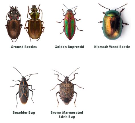 The Beetles are Coming - Help save Oregon from Japanese Beetle