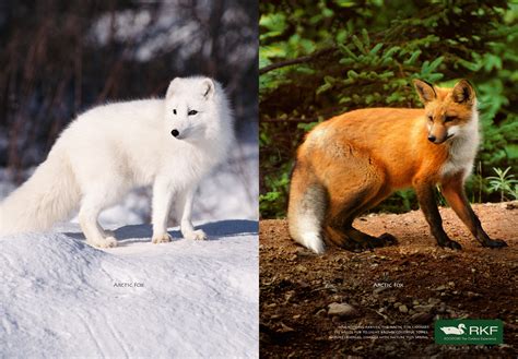 red fox and arctic fox differences Arctic foxes killed collide carrying went