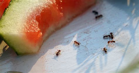 Ant Control Methods For Outdoor Areas - StaySafe.org