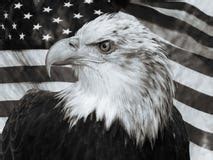 Eagle Flag Stock Images - Download 3,191 Royalty Free Photos