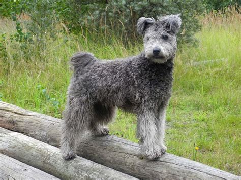 Pumi Dog Info, History, Temperament, Training, Puppies, Pictures