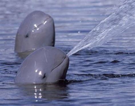 Irrawaddy dolphins have a seemingly mutualistic relationship of co-operative fishing with ...