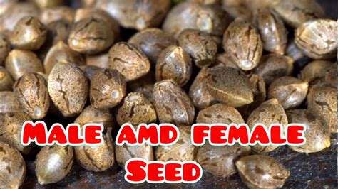 Determining Male and Female Cannabis seed. - Clan Of Cannabis