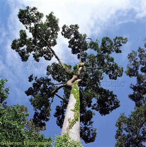 Borneo rainforest tree photo WP01711