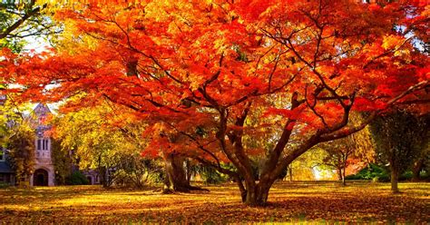 November Autumn Wallpapers - Top Free November Autumn Backgrounds ...