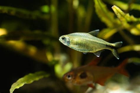 Silver Tip Tetra Care - Food, Tank Setup, Tank Mates and Breeding Profile