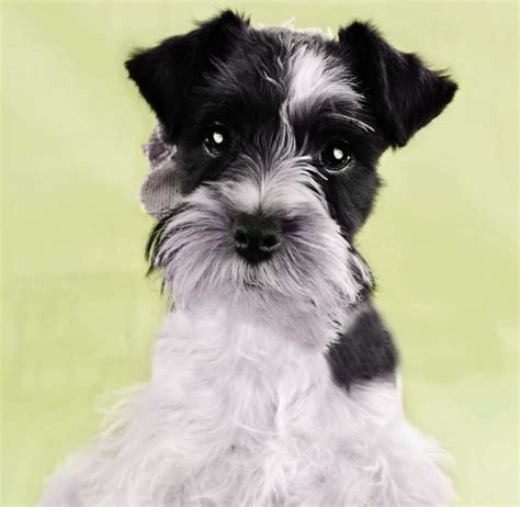 Parti Schnauzer - Everything You Need To Know - Prefurred