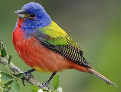 🔥 this male painted bunting 🔥 : NatureIsFuckingLit