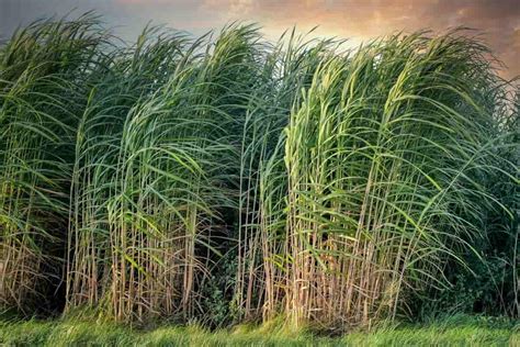 Sugarcane Farming in the USA: How to Start, Production States, Ideas, and Tips