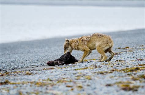 When deer disappear off the menu, hungry wolves turn to sea otters | Science | AAAS